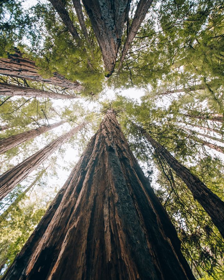 Looking up into a grove of tall coast redwoods
